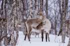 A reindeer-Rangifer tarandus-in a snowy forest Bardu-Troms-Norway Art Print